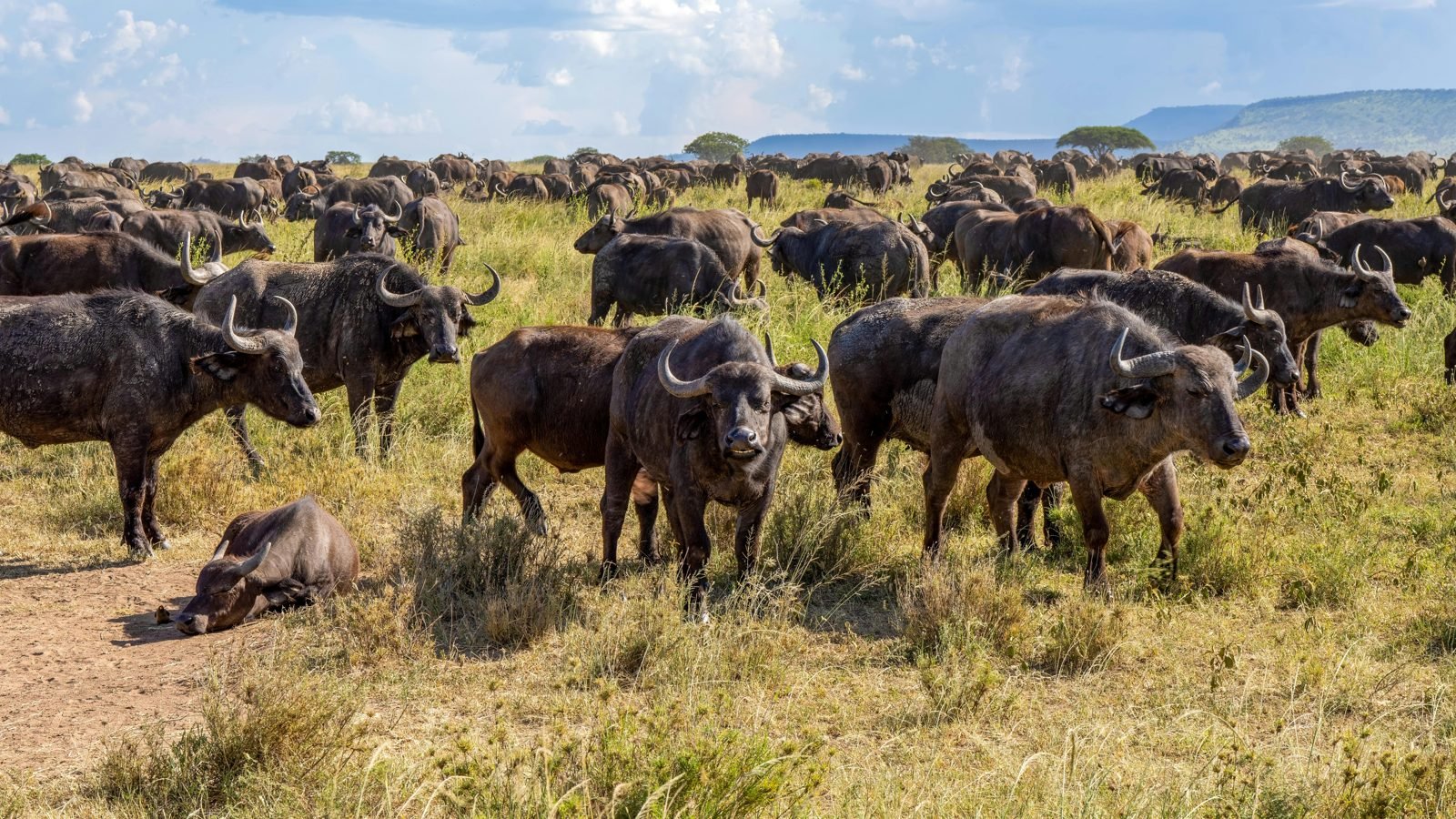 Serengeti National Park, Tanzania