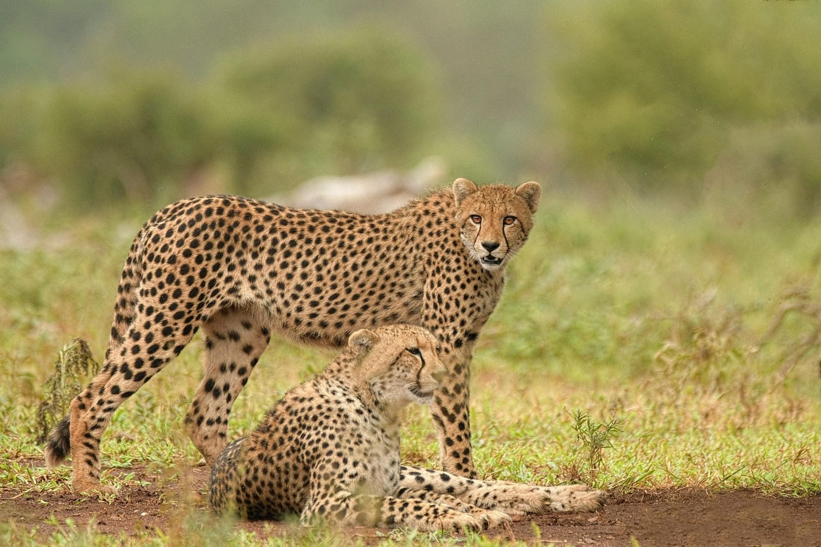 Cheetah mother and cub