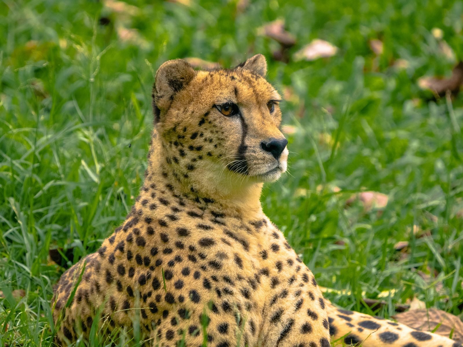 Ngorongoro Crater