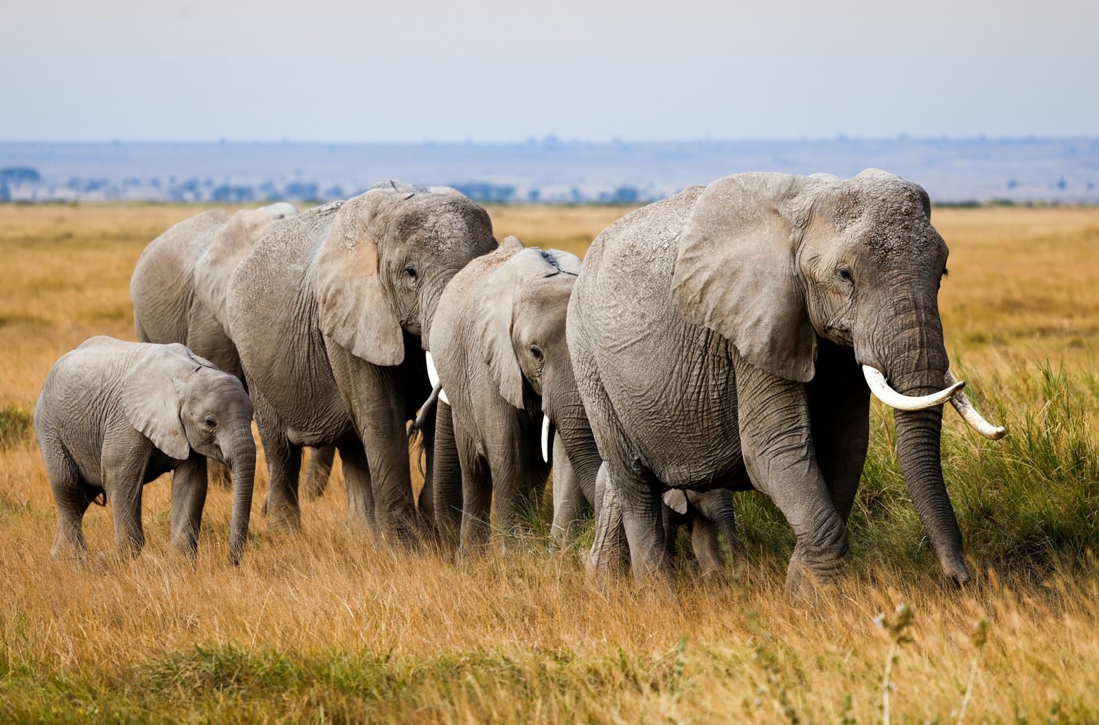 Elephants in Tarangire
