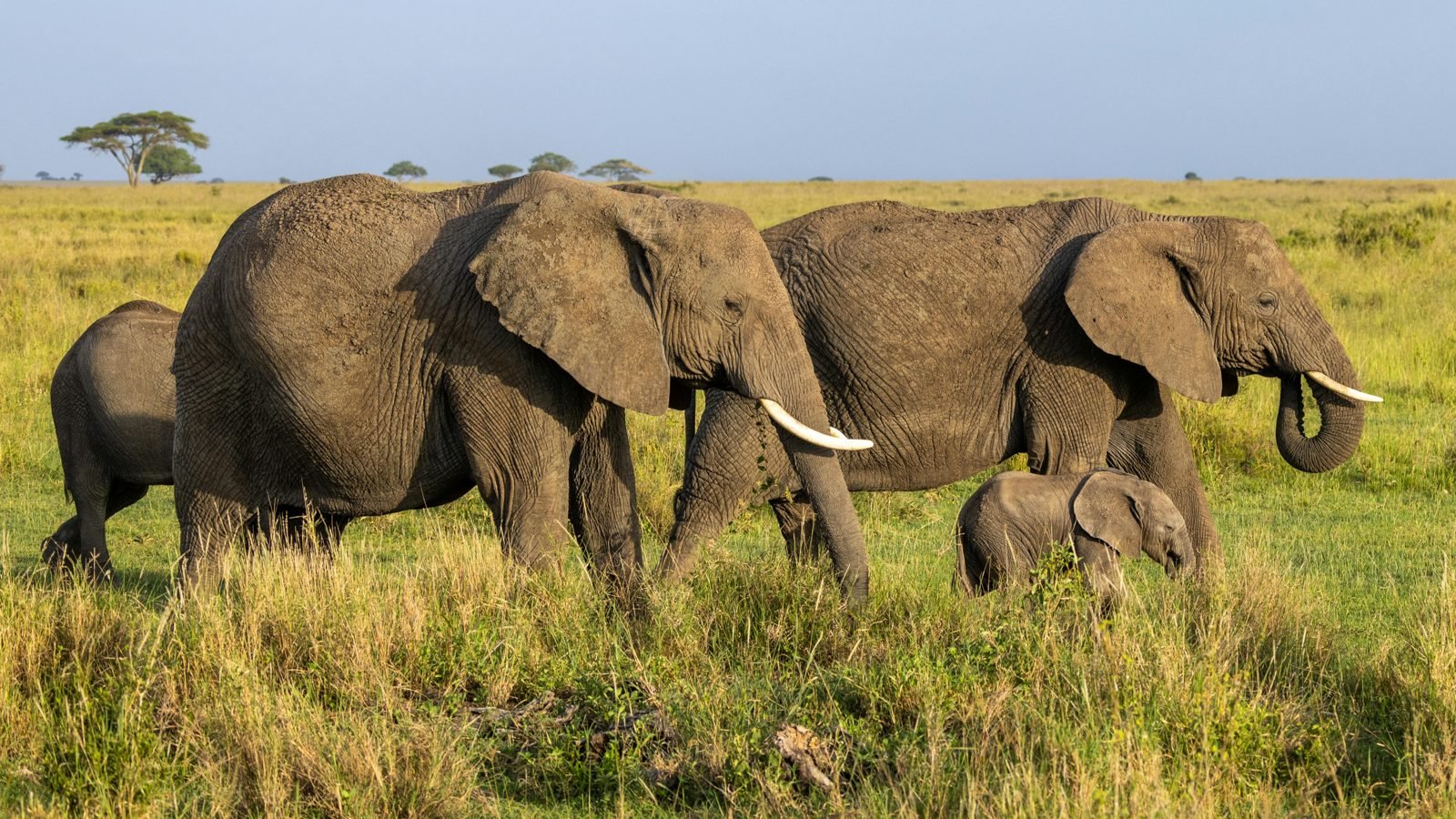 Lake Manyara National Park