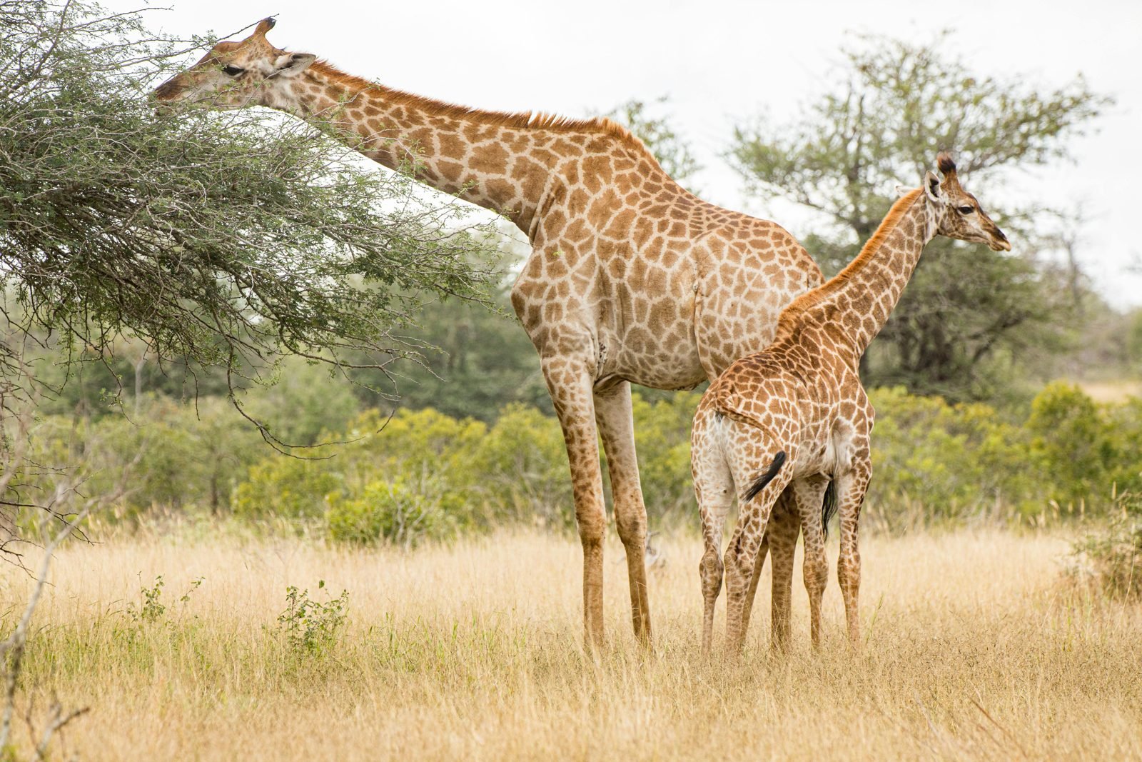 Giraffe and calf
