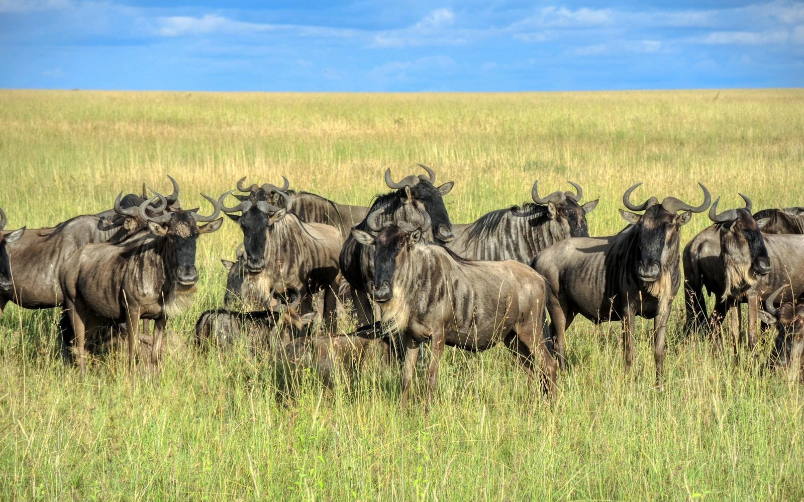 Wildebeest herd during the Great Migration in the Serengeti