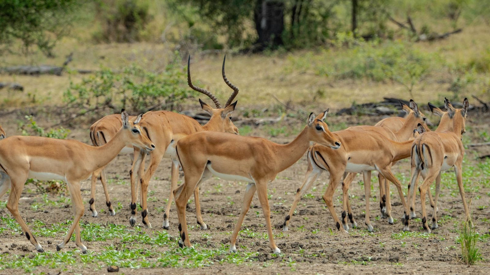 Northern Serengeti (Kogatende)