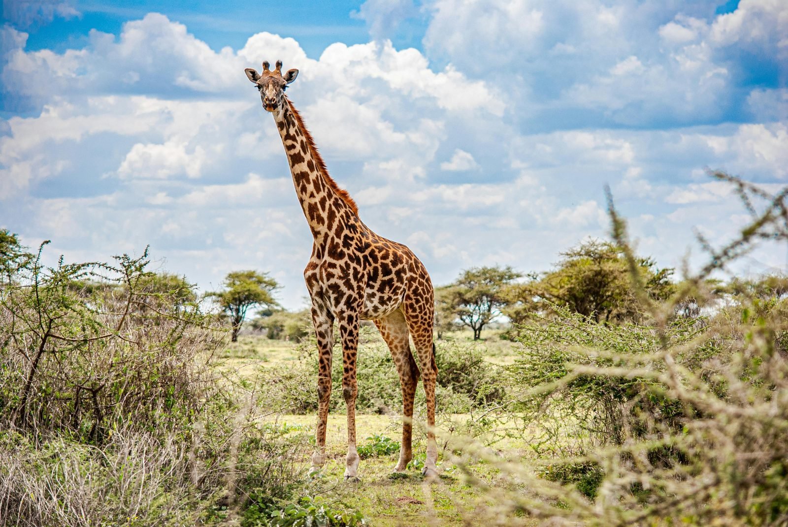 Central Serengeti (Seronera)