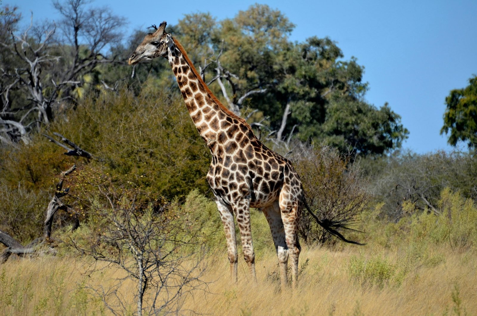 Ndutu
