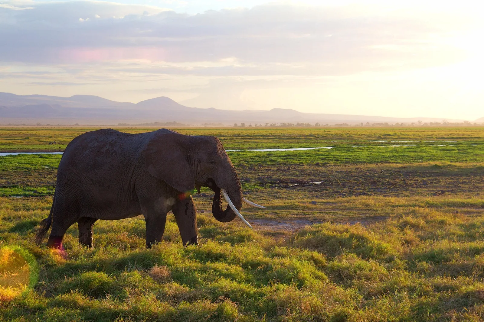 10-Day Kilimanjaro Trek: Lemosho Route