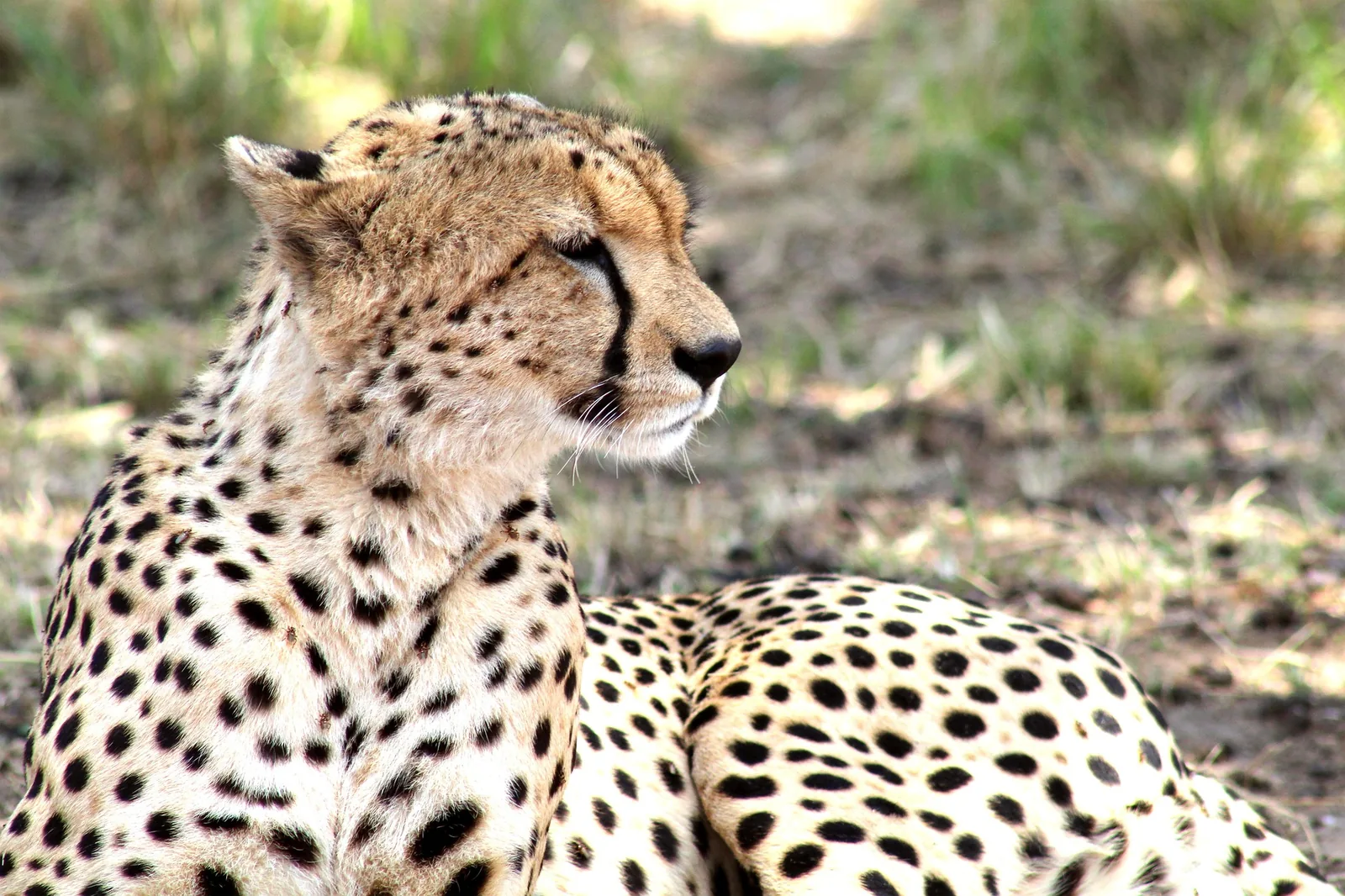 2-Day Fly-in & Fly-Out Serengeti Park Safari