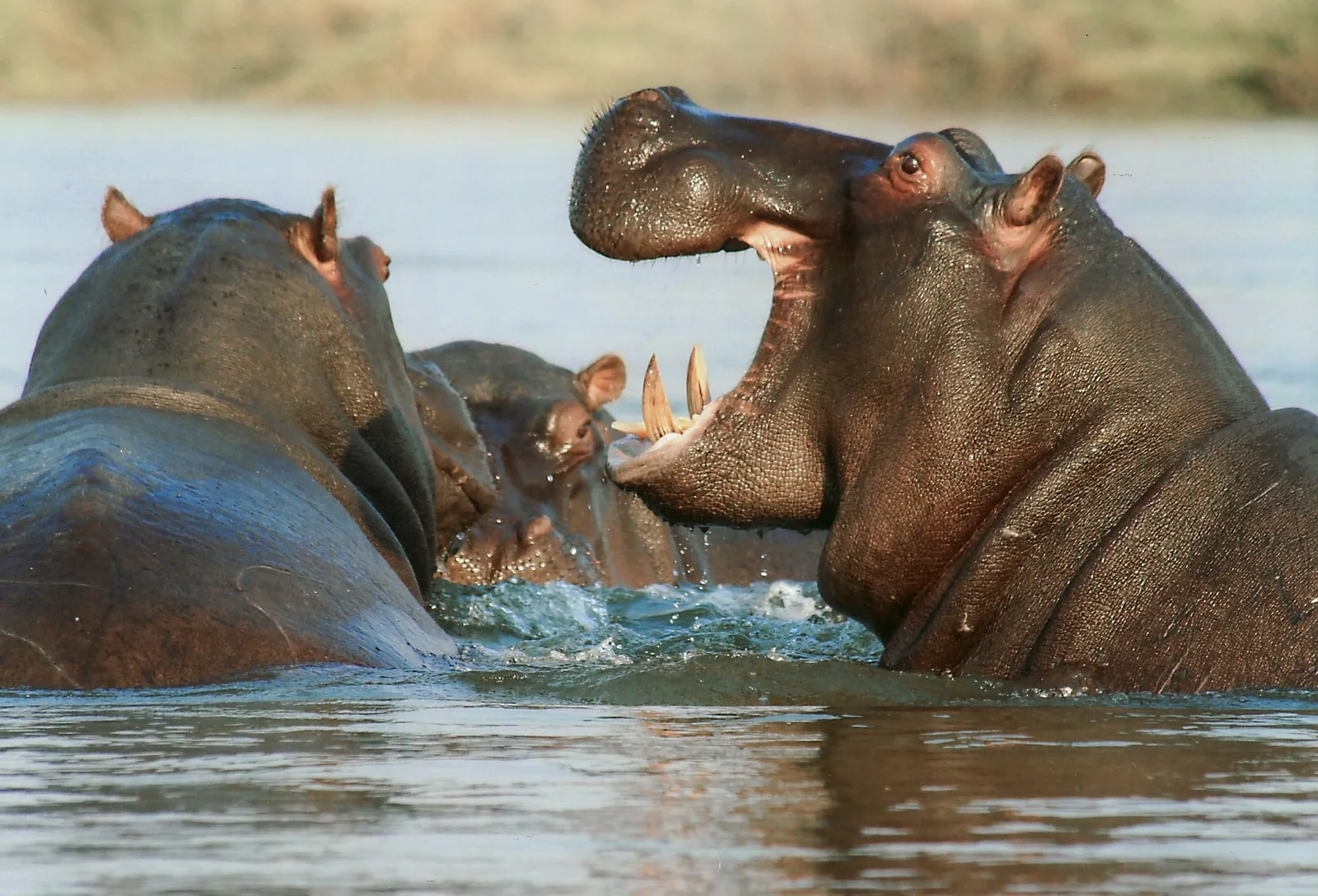 2-Day LUXURY Fly-in Lake Manyara & Ngorongoro Crater Safari