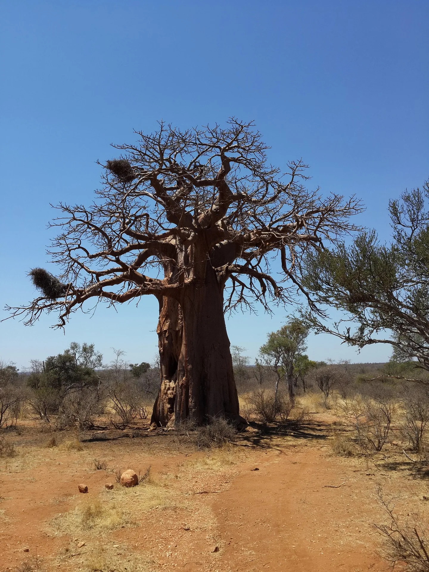 2-Day Midrange Fly-in safari to Tarangire & Ngorongoro crater Safari