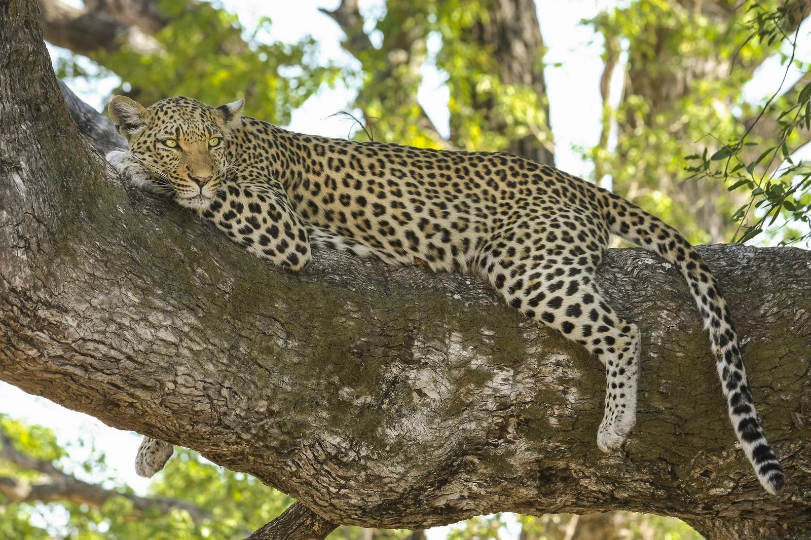 The Big Five: Where to See Them in Tanzania