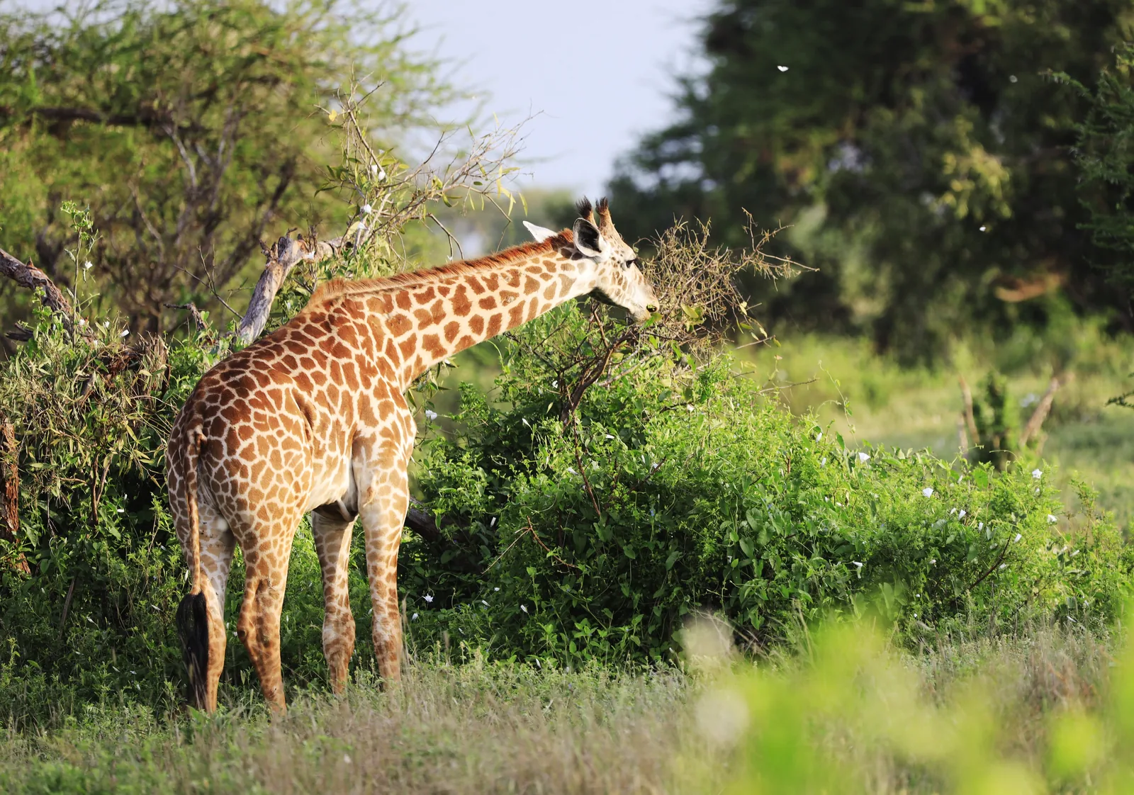 3-Day Luxury Fly-in & Fly-out Ngorongoro & Serengeti Safari