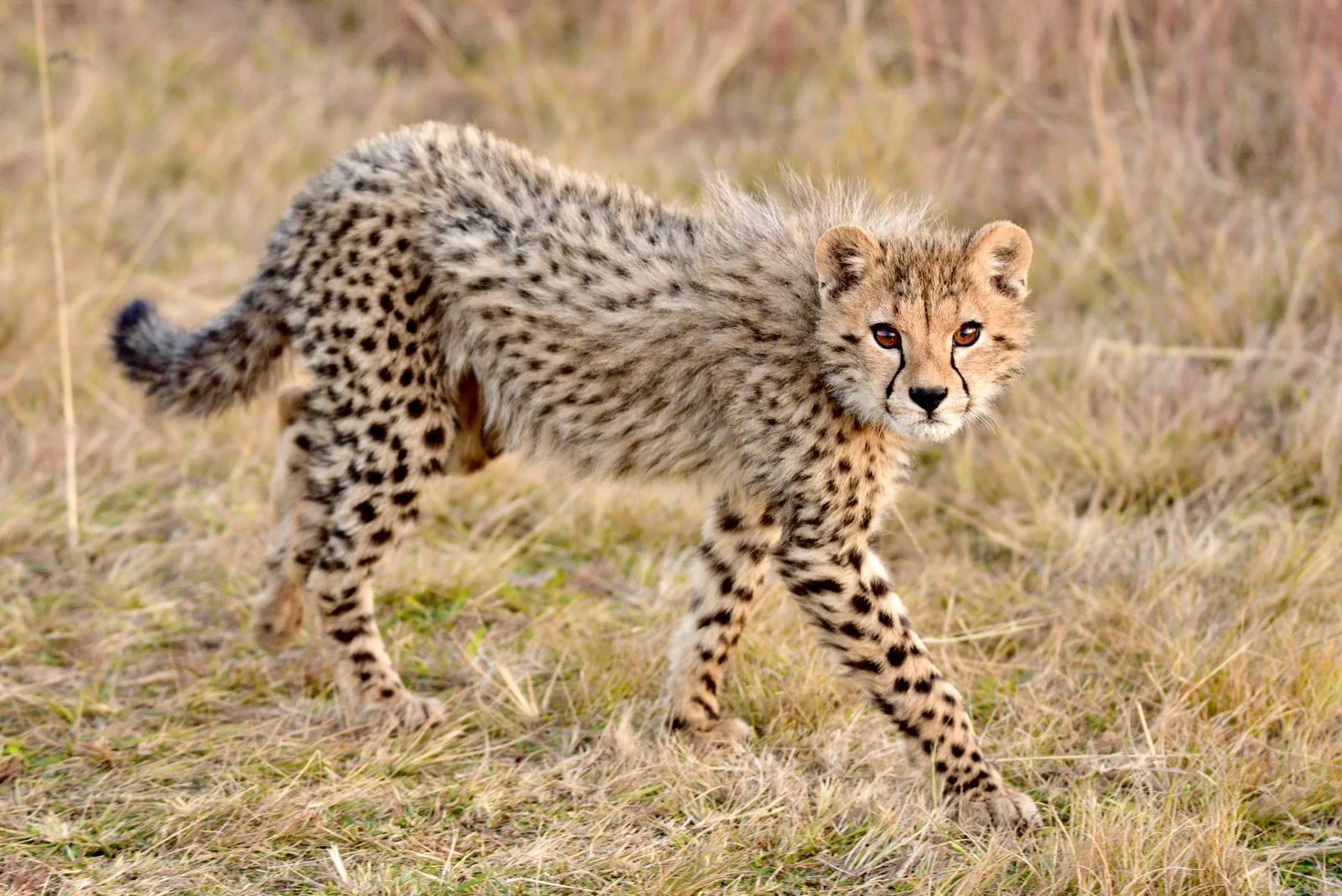 3-Day Serengeti & Ngorongoro Budget Tour Safari