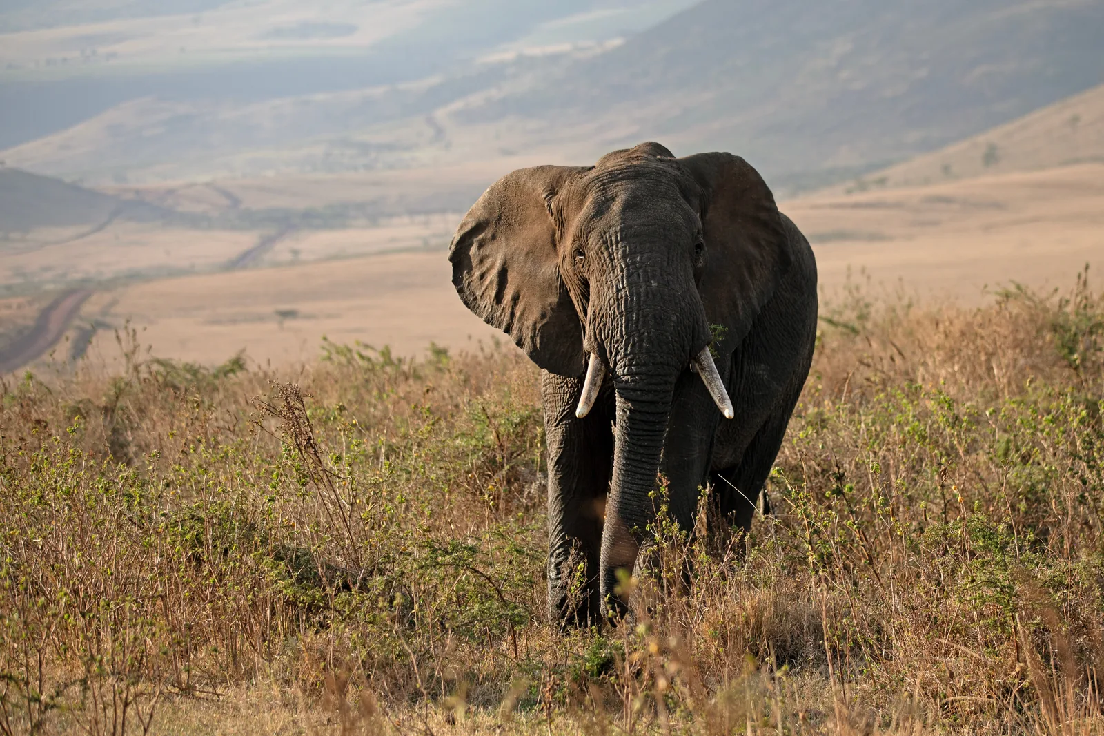 First Time in the Serengeti: What You Need to Know
