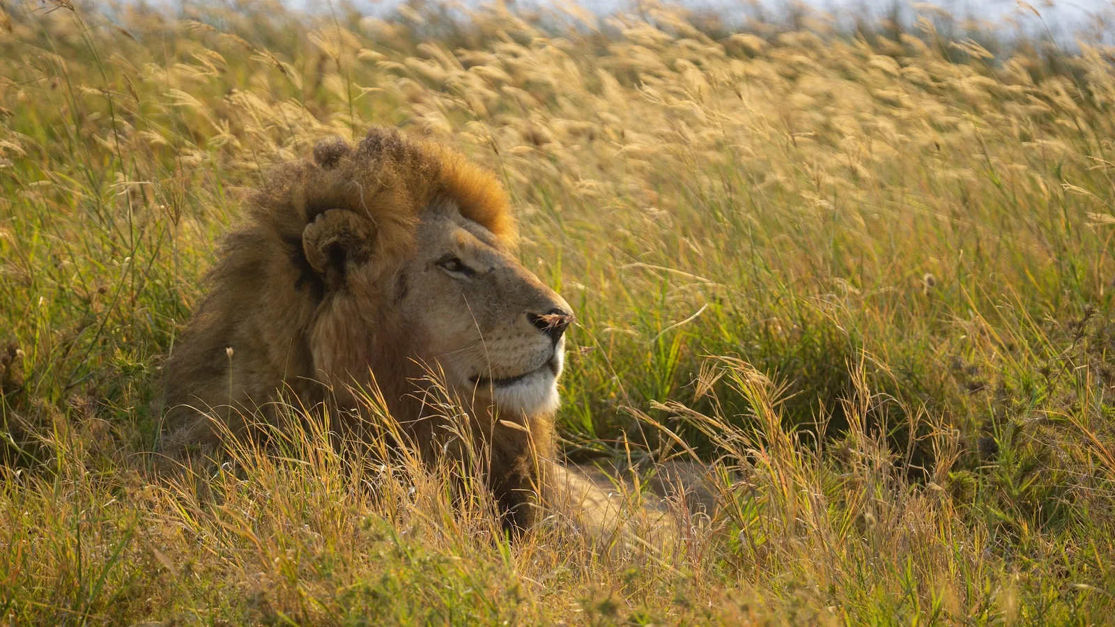 4-Day Amazing Serengeti & Ngorongoro Trip Safari