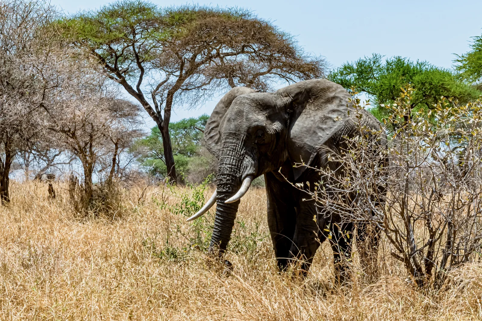 4-Day Arusha NP, Tarangire & Ngorongoro Crater Budget Safari