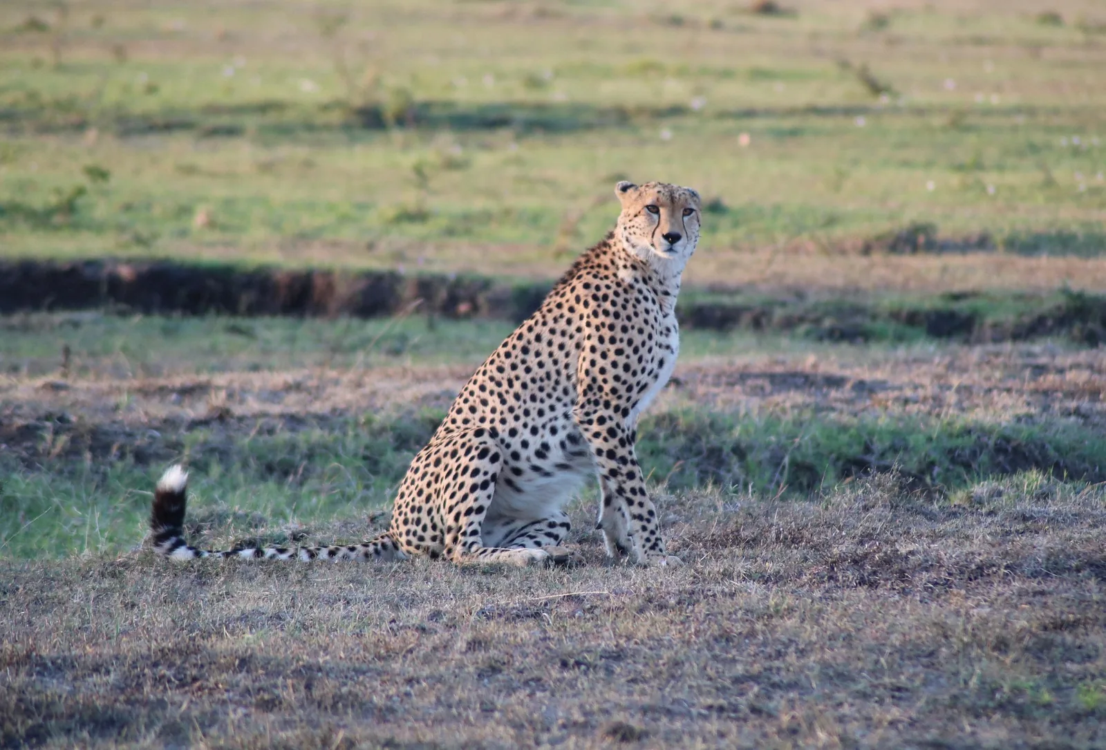 4-Day Magic of Tarangire, Serengeti & Ngorongoro Adventure Safari
