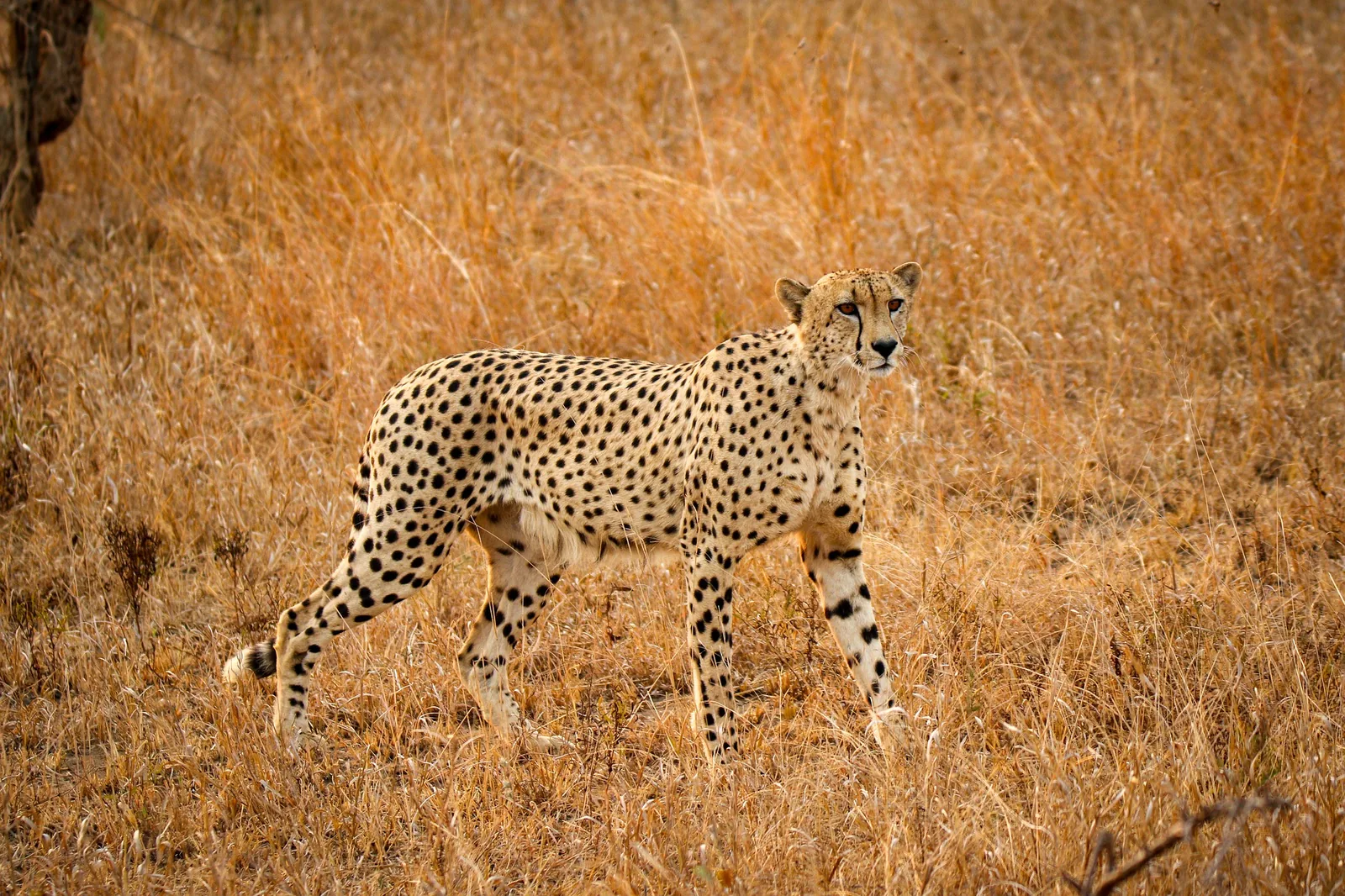 Planning a Family Safari in Tanzania