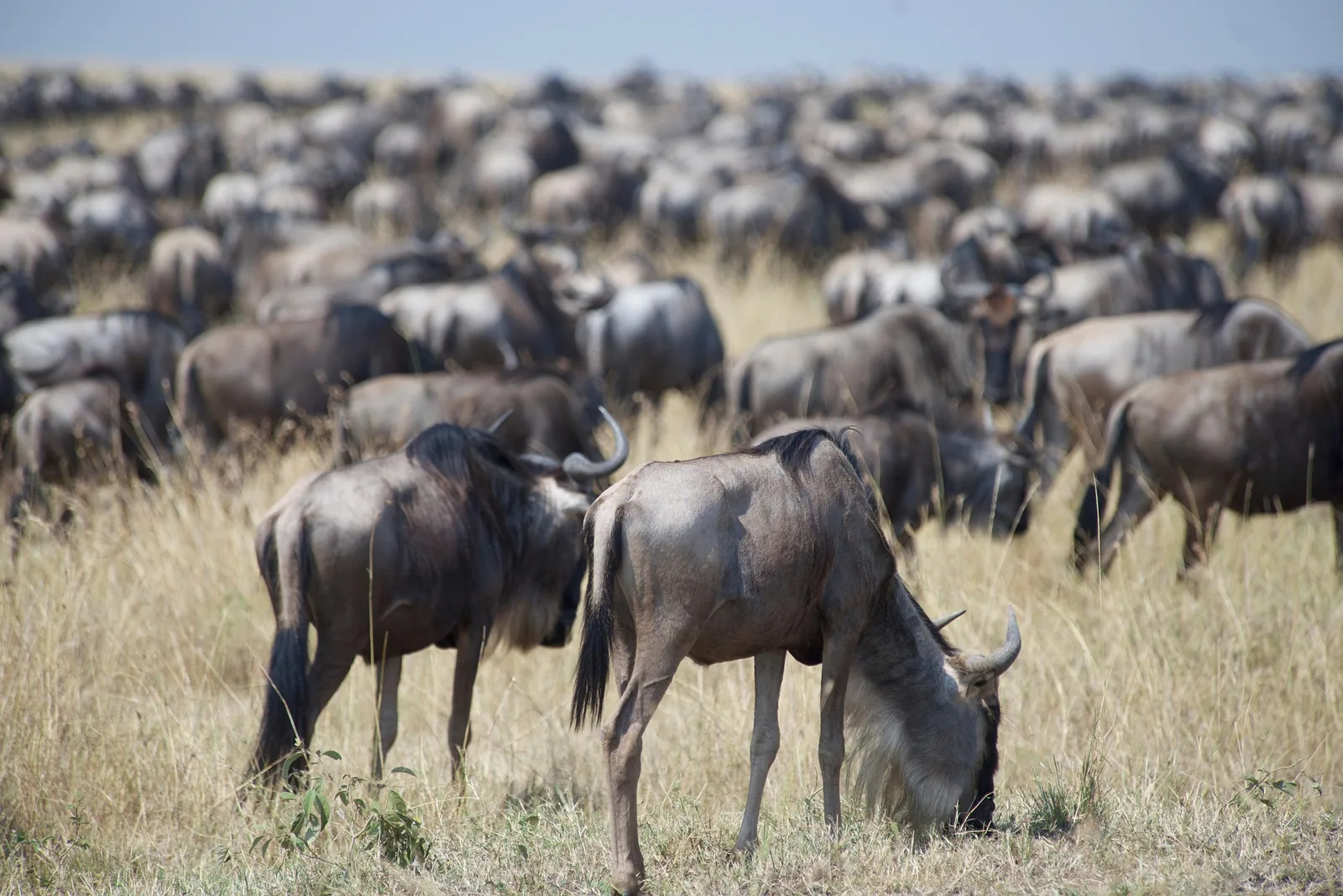 4-Day Winter Great Migration during Calving Season Safari