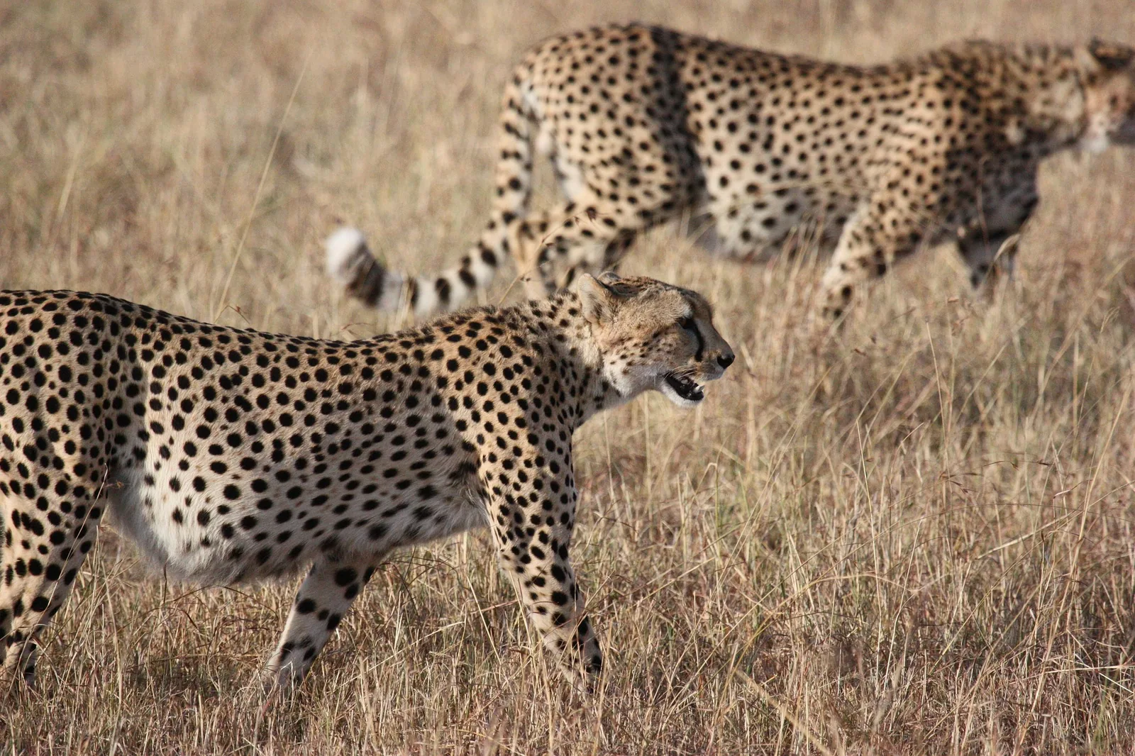 Best Time to Visit Tanzania for Safari