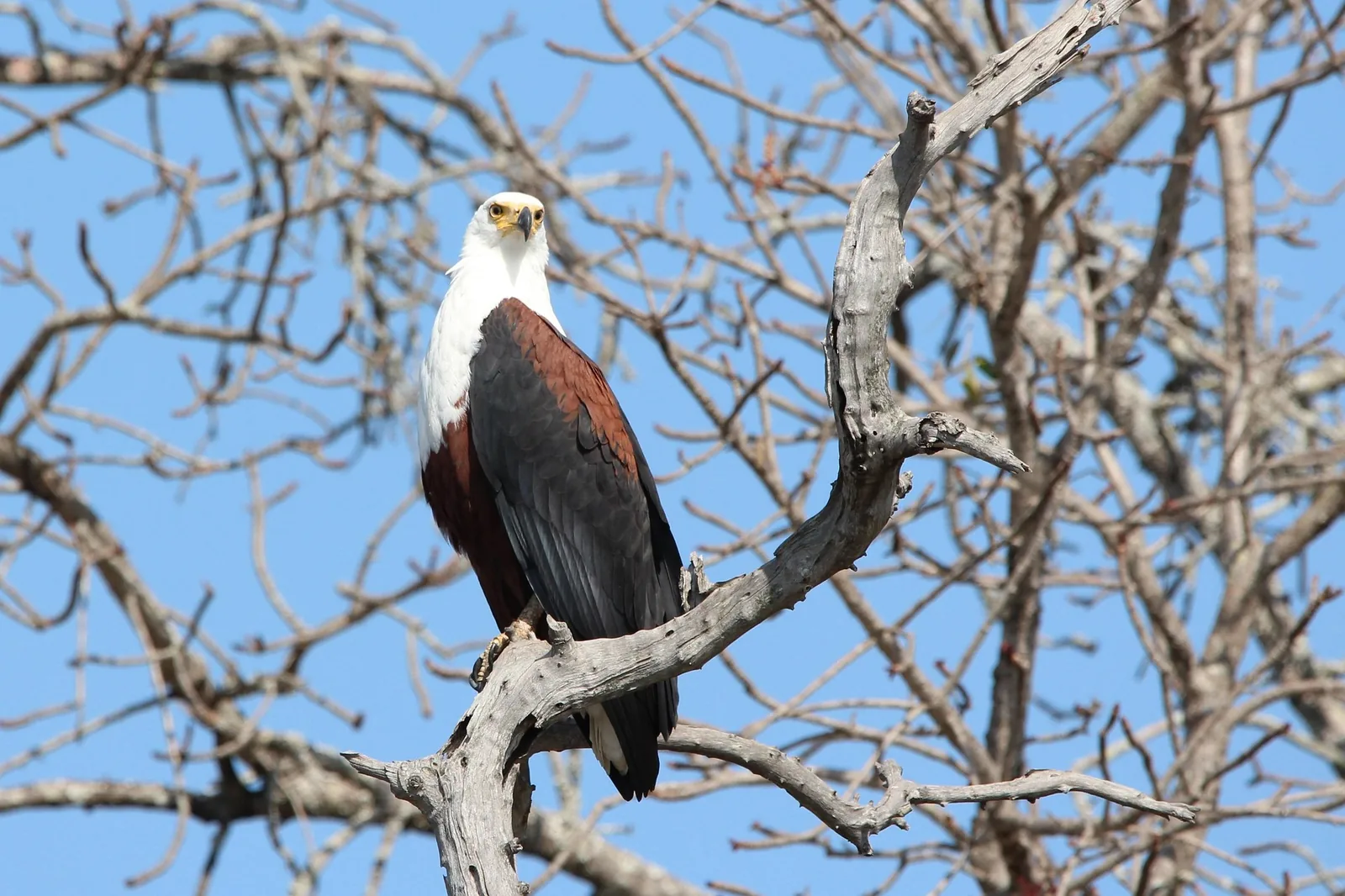 Safari Photography: Practical Tips for Better Photos