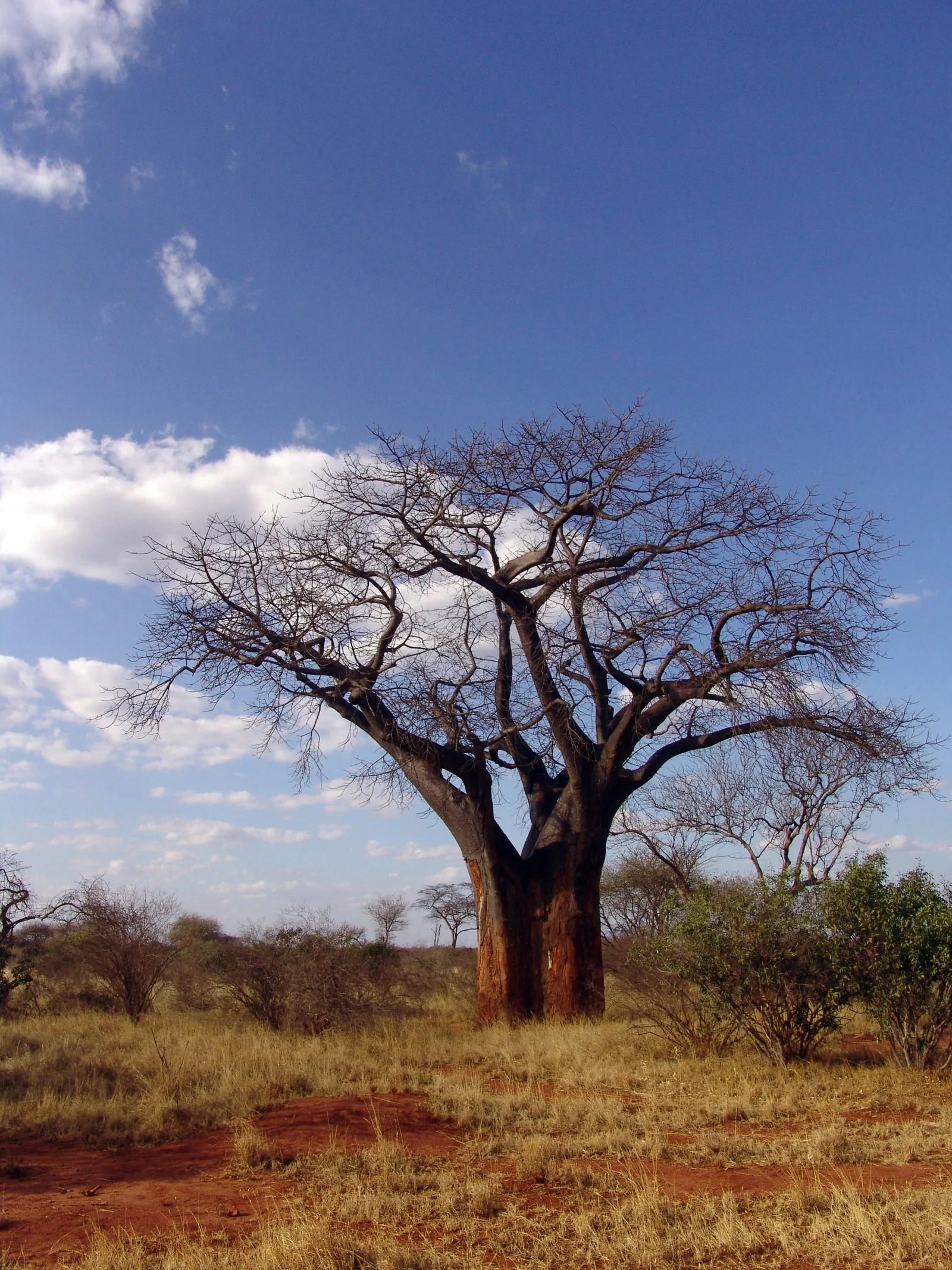 5-Day Tarangire, Ngorongoro & Manyara Trip Safari