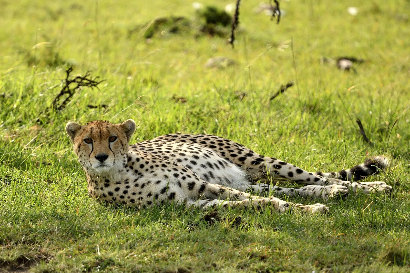 5-Day Tarangire, Serengeti, Ngorongoro &Manyara Perfect Safari