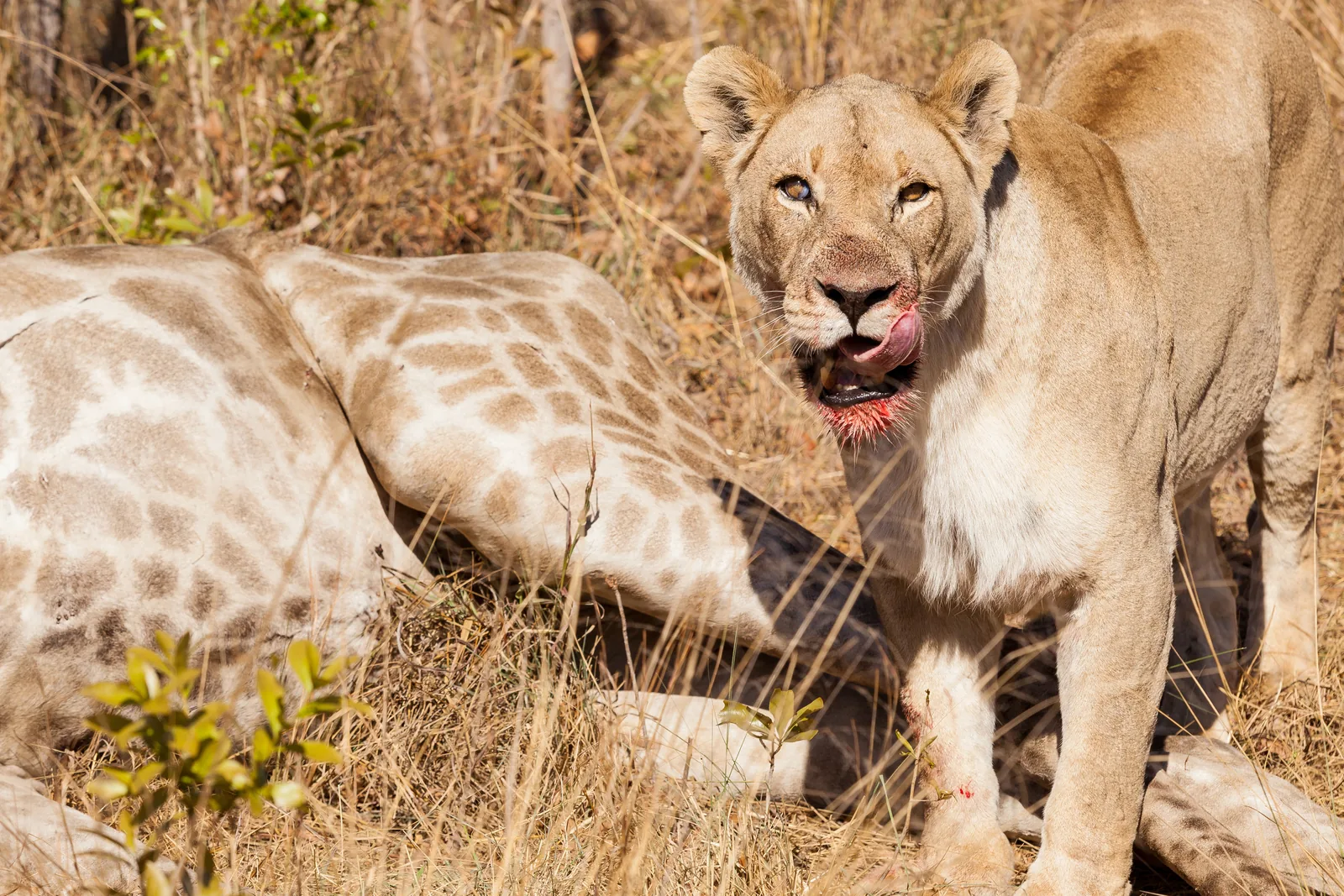 6-Day Amazing Tarangire, Serengeti, Ngorongoro & Manyara Tour Safari