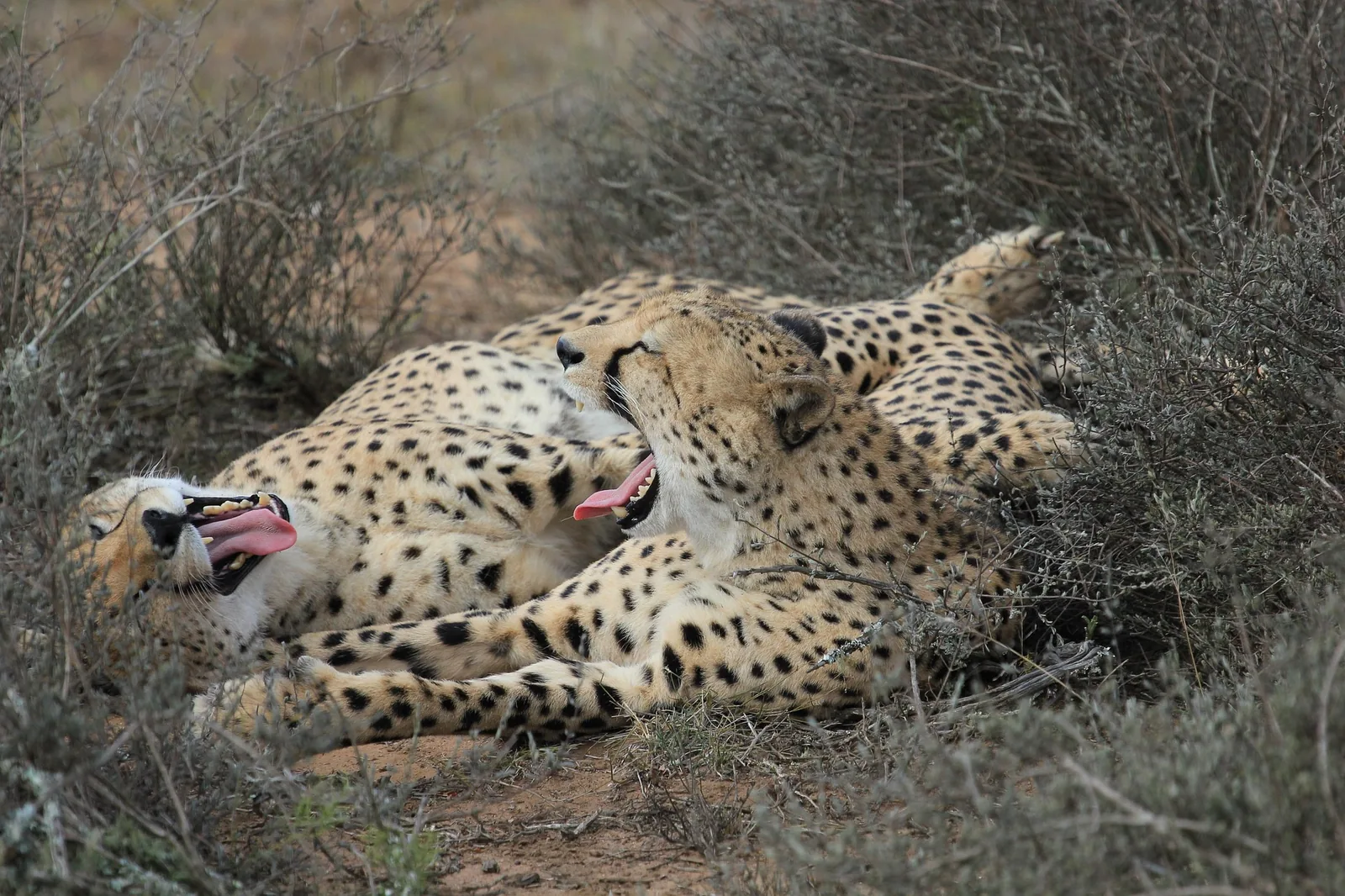 7-Day Arusha NP, Tarangire, Serengeti, Ngorongoro & Manyara Program Safari