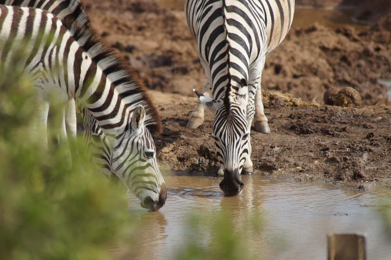 8-Day Tanzania Authentic Wildlife Midrange Safari Safari