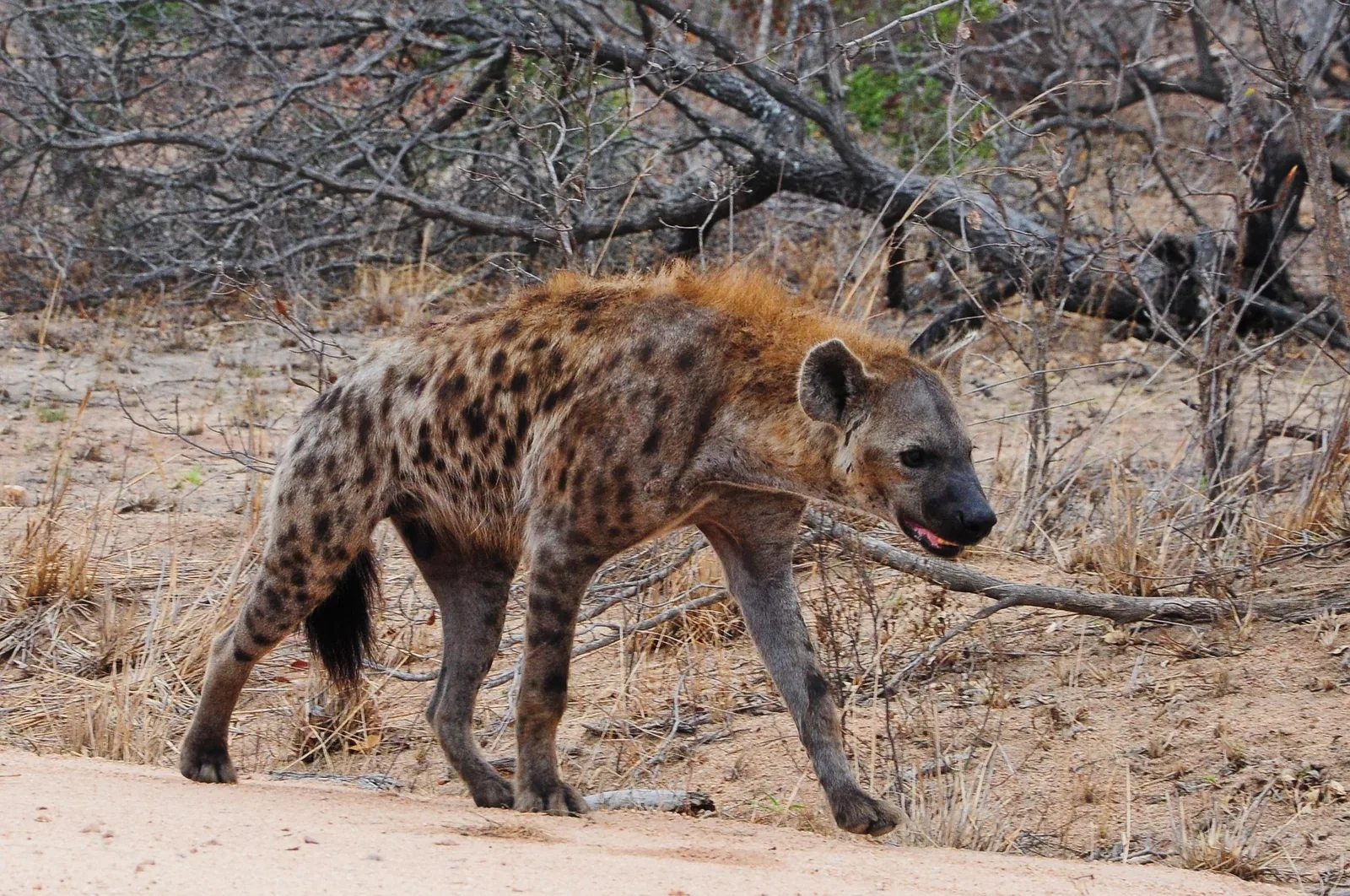 8-Day The Great Migration at Mara River Crossing Safari