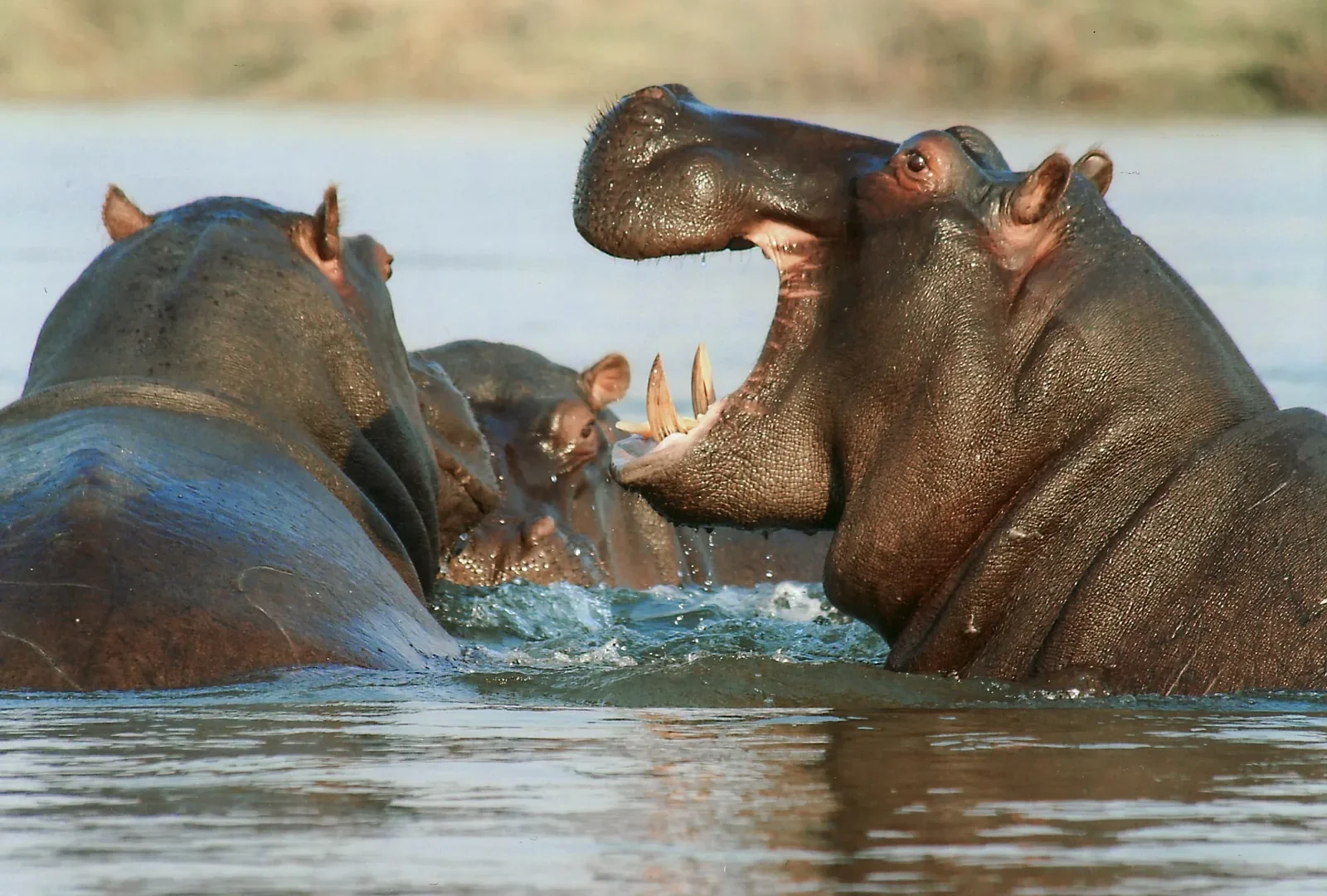 2-Day LUXURY Fly-in Lake Manyara & Ngorongoro Crater Safari — Lake Manyara National Park, Ngorongoro Crater Tanzania safari