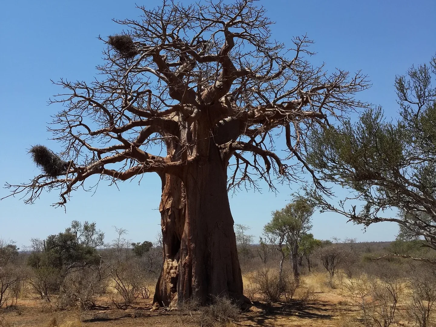 Tarangire National Park: Elephants, Baobabs and Fewer Crowds