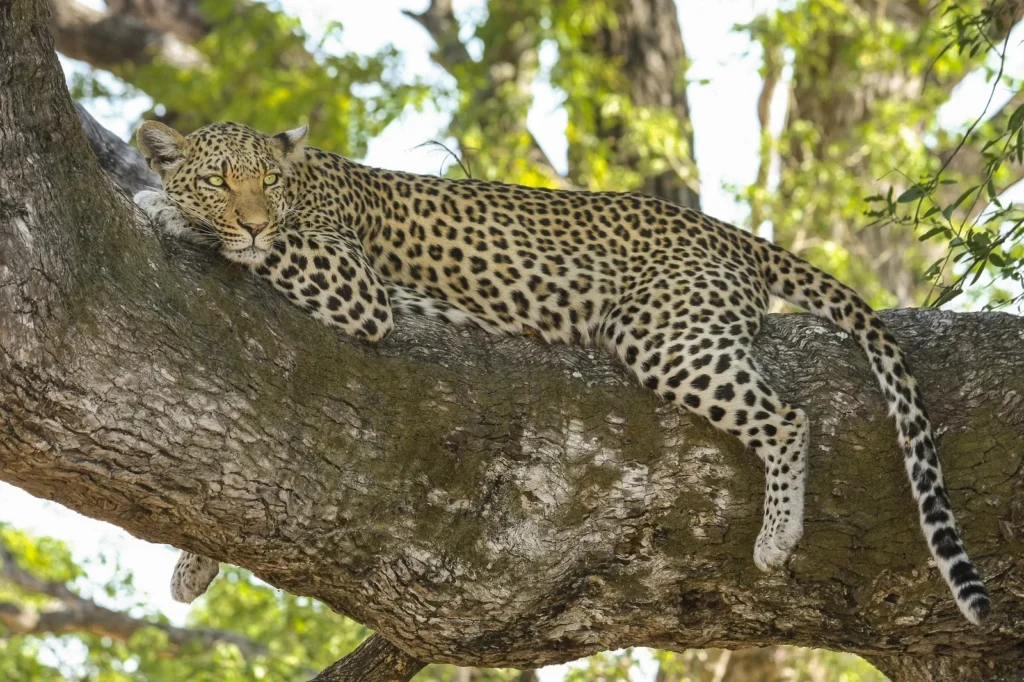 3-Day Fly-in & Fly-Out Central Serengeti for Big five Safari