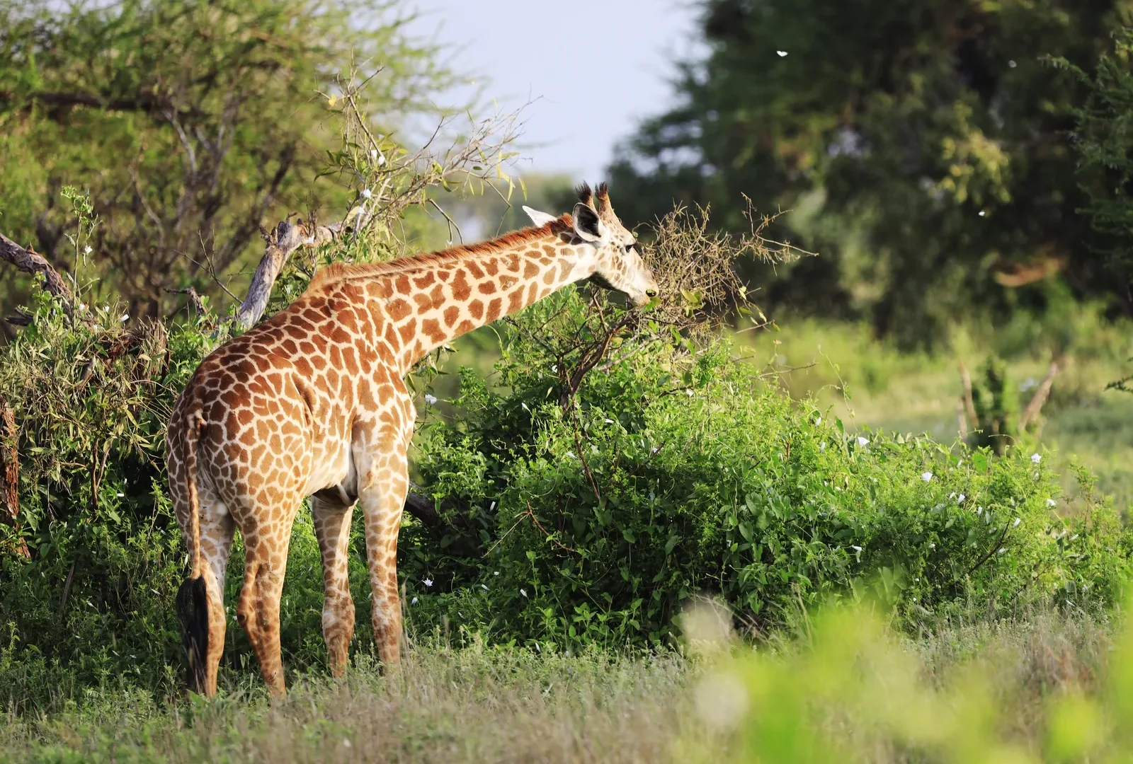 3-Day Luxury Fly-in & Fly-out Ngorongoro & Serengeti Safari — Ngorongoro Crater, Central Serengeti Tanzania safari