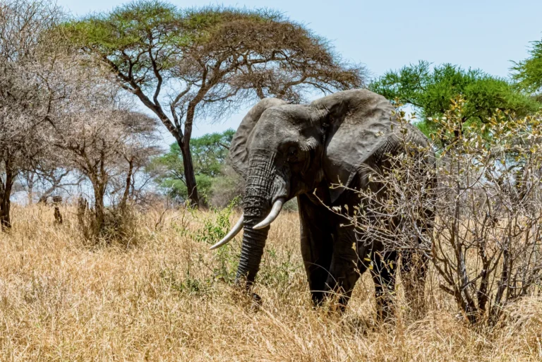 4-Day Arusha NP, Tarangire & Ngorongoro Crater Budget Safari Tanzania safari