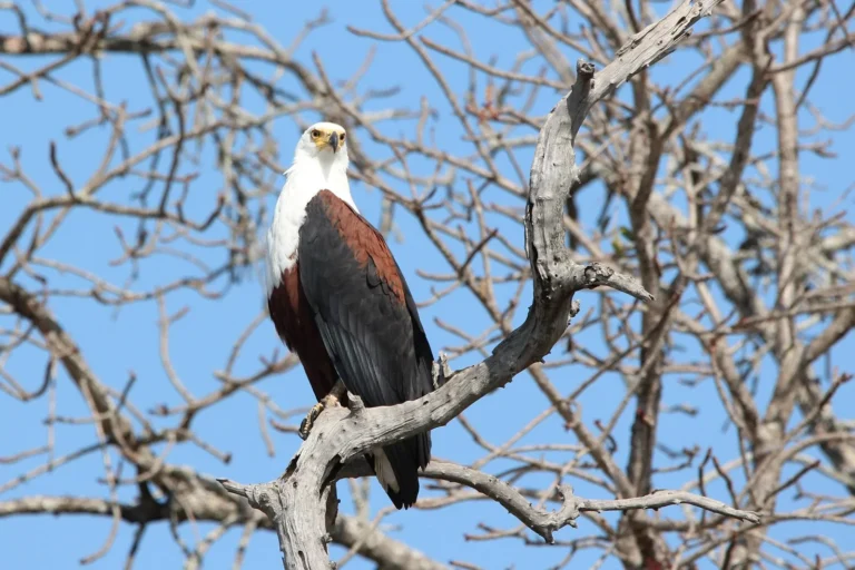 Safari Photography: Practical Tips for Better Photos