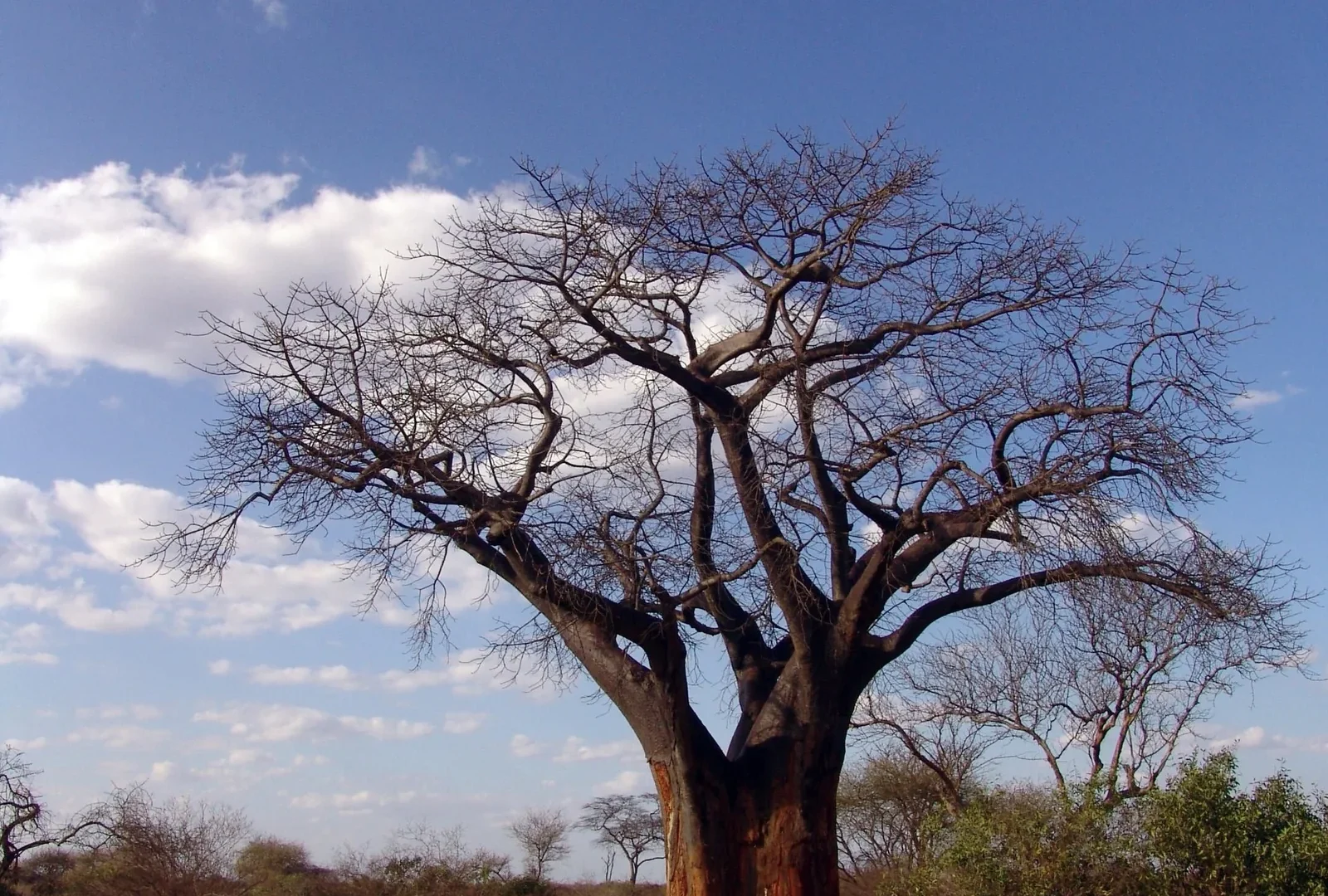 5-Day Tarangire, Ngorongoro & Manyara Trip Safari — Arusha, Karatu, Tarangire National Park Tanzania safari