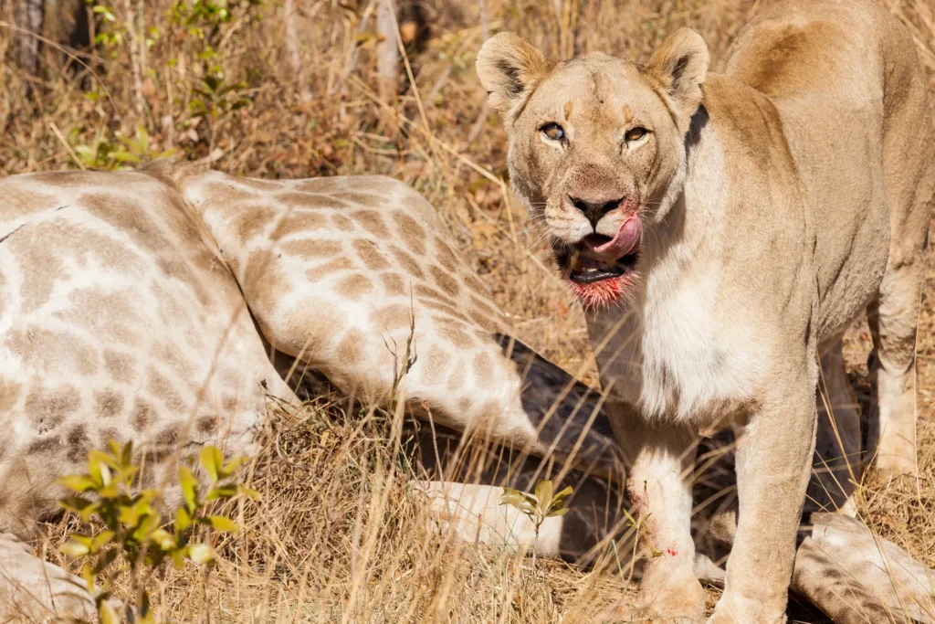 6-Day Amazing Tarangire, Serengeti, Ngorongoro & Manyara Tour Safari