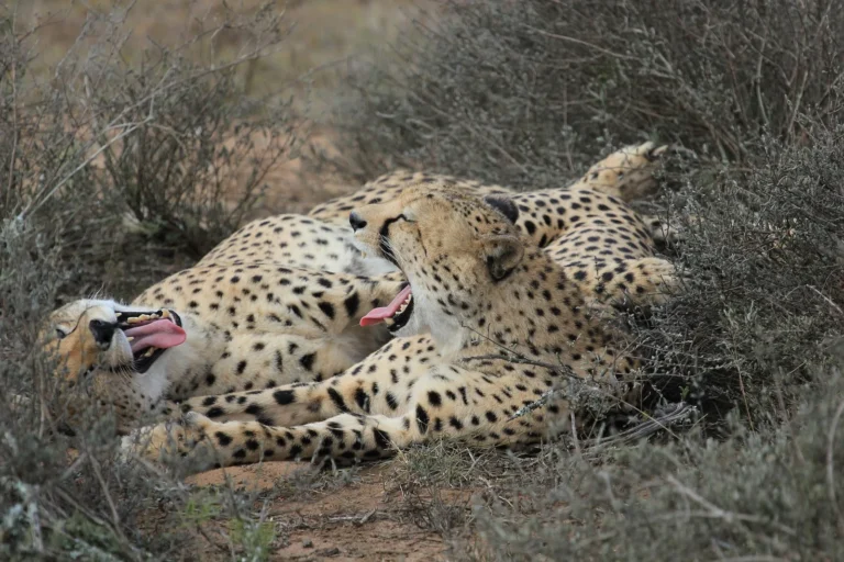 7-Day Arusha NP, Tarangire, Serengeti, Ngorongoro & Manyara Program Safari Tanzania safari