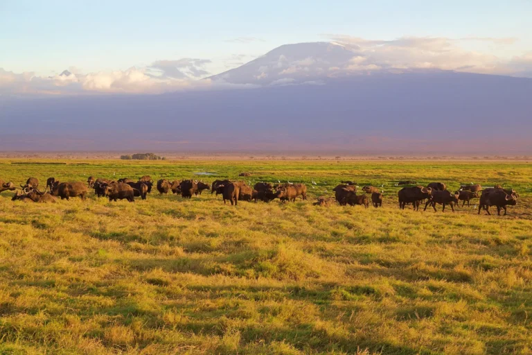 7-Day Kilimanjaro Biking: Kilema Route Tanzania safari