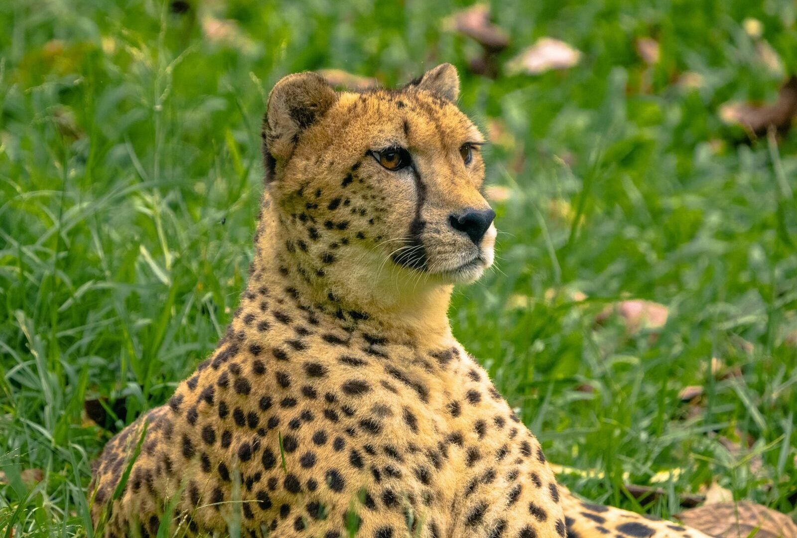 Ngorongoro Crater