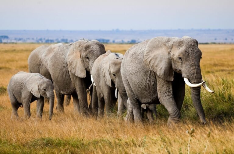 Conservation and Your Safari Dollar
