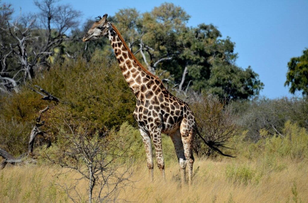 Ndutu